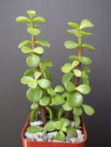PORTUCALARIA AFFRA  Green  rare elephant bush mini jade tree bonsai 2&quot; plant - £7.18 GBP