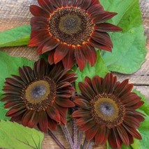 Rouge Royale Sunflower Seeds 15 Seeds Fresh Garden - $11.58