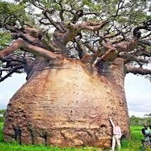 5 Baobab Seeds Adansonia digitata - $18.00