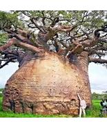 5 Baobab Seeds Adansonia digitata - $18.00