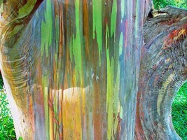 Eucalyptus deglupta | Rainbow Eucalyptus | 100 Seeds - Organic - £11.30 GBP