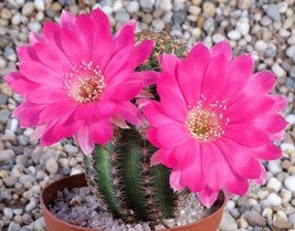 USA Store 50 Seeds Store Lobivia Winteriana Echinopsis Exotic Flowering Cactus C - £13.83 GBP