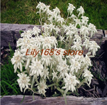 Edelweiss Seed Flower Plant Seed 200 Seedsleonotopodium Alpinum USA SELL... - $4.90