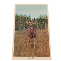 Postcard Buck Deer Chrome Unposted - £5.57 GBP