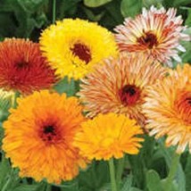 US Seller 500 Mixed Colors Fancy Mix Pot Marigold Calendula Officinalis Flower S - £10.88 GBP