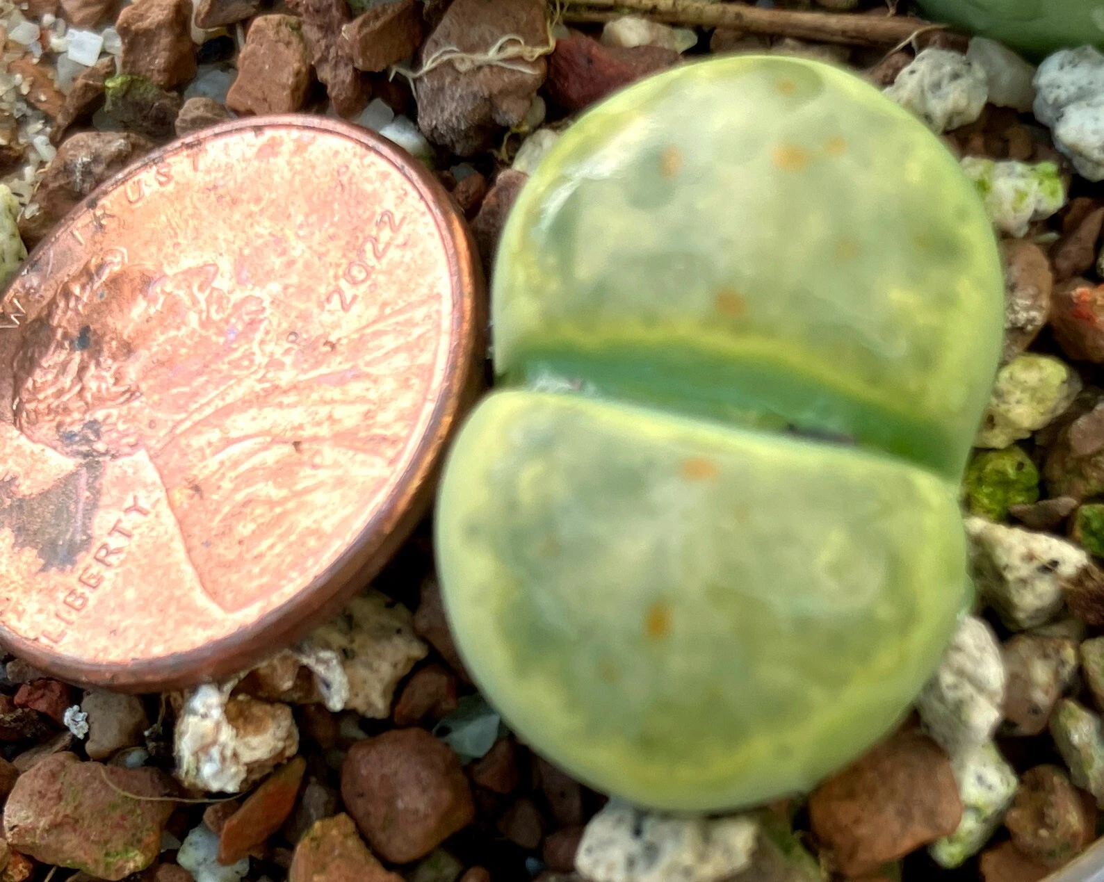 Mesemb Plant - Lithops dinteri &quot;Dintergreen&quot; - Rare Cultivar! - $31.17