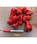 Spanish Padron Tapas and Padron Mildly Hot Pepper Seeds -Pimientos de Pa... - €2,96 EUR+
