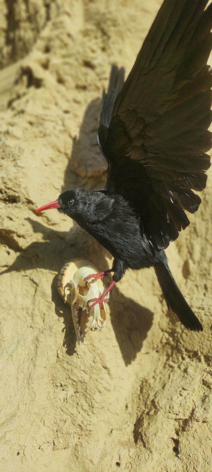 RED BILLED CHOUGH ON A SCULL TAXIDERMY - $238.00