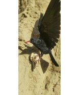 RED BILLED CHOUGH ON A SCULL TAXIDERMY - £186.17 GBP