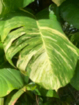 Variegated Giant Golden Pothos, well rooted plant shipped in container with soil - $18.90