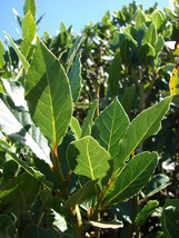 Live Plant Laurus nobilis - &#39;Bay Leaf Tree&#39; - Bay Laurel or Sweet Bay - Garden - £31.89 GBP