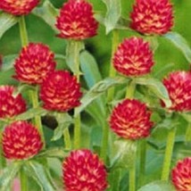 40 Strawberry Fields Gomphrena Flower Seeds AnnualFrom US  - £6.45 GBP