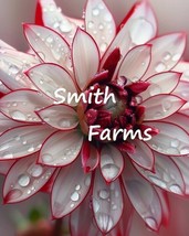 PSA 50 Art Shades Phlox Seeds Flower Perennial Seed Flower Bee Fast Grow - $18.60