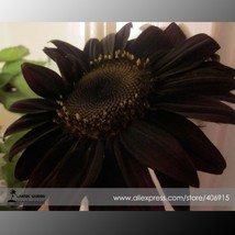 True Black Ornamental Sunflower 20 Seeds Very Interesting Attracting Bees Butter - $9.97