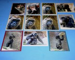 Gorilla Greeting Note Card Lot Of 11 Hand Crafted Custom 5.5 X 4.5 Blank... - $19.99