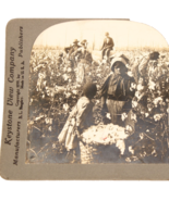 STEREOVIEW Card KEYSTONE #9506 Picking Cotton in ARKANSAS Cotton Fields ... - $16.97 CAD