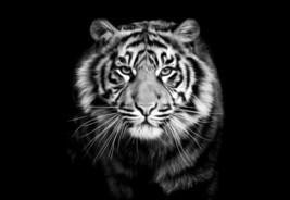 Art Giclee Oil Painting  The Tiger Black And White 0il - $9.49+