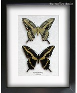 Western Swallowtail Butterflies Papilio Cresphontes Rumiko Entomology Sh... - $148.04 CAD