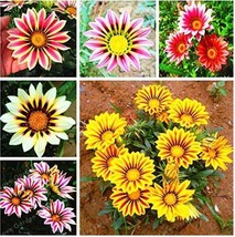 “ 100 PCS Mixed 6 Colors of Gorgeous Gazania Rigens Seeds GIM ” - £13.54 GBP