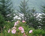 Sale 15 Seeds Pink Wood&#39;S Rose Bush Mountain Rose Rosa Woodsii Fragrant ... - $9.90