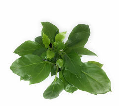 Large Leaf Schefflera Schefflera amate 4&quot; Pot - living room - houseplant - £36.97 GBP