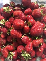 KKG Strawberry Seeds Homegrown Edible Garden Fruit Organic Sweet Berry F... - $7.89