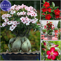 Mixed Pink &amp; Crimson Red Adenium Desert Rose Seeds, professional pack, 2 Seeds,  - £6.19 GBP