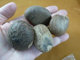 tn-19) 4 large natural Tagua Nut whole nuts for craft Carving Dried plai... - £18.35 GBP