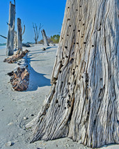 Driftwood, Florida Beach, Abstract Nature Fine Art Photo on Metal, Canvas, Paper - £25.57 GBP+