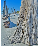Driftwood, Florida Beach, Abstract Nature Fine Art Photo on Metal, Canva... - £24.77 GBP+