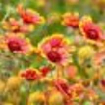 200 Seeds! Indian Blanket Blanket Flower Meadow Garden Usa Heirloom Non-GMO - £9.56 GBP