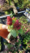 Live Plants Justicia Brandeg EAN A~Red Maroon Shrimp PLANTS~3 To 5 Inches Tall - £25.47 GBP