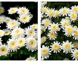 50 Seeds Tanacetum Parthenium Selma Star Garden - $34.93