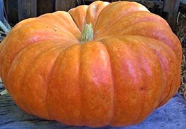 Cinderella Pumpkin Seeds 5 Seeds NON GMO     - £1.46 GBP