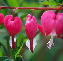 SL Dicentra Spectabilis, Pink - $8.29