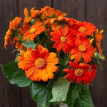 Orange Mexican Sunflower, Tithonia Rotundifolia - 50 Seeds Fresh Gardening USA S - £6.16 GBP