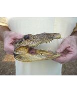 (G-Def-29) 6-1/8" Deformed Gator ALLIGATOR Aligator HEAD teeth TAXIDERMY... - $59.19