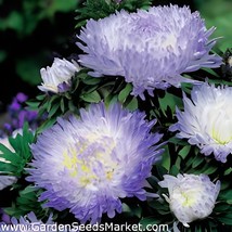 60 Seeds Blue Round China Aster Perennial Flower - $10.00