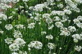 Garlic Chives Seeds 200 Herb Vegetable Garden Fresh Seeds Fast Shipping - £7.50 GBP