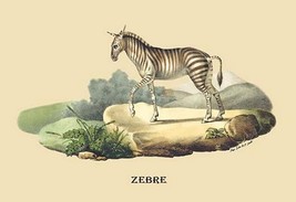 Zebre (Zebra) by E. F. Noel - Art Print - £17.57 GBP+