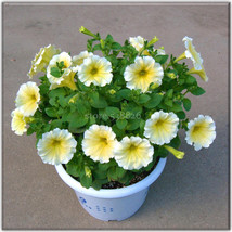 Heirloow Yellow Petunia Flower Seeds 200 Seeds Bonsai Annual Planting Fresh Gard - £7.84 GBP