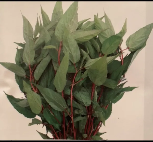 Fresh 2000 Red Jute Seedsmolokhia Egyptian Spinach Garden - £15.64 GBP