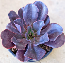Echeveria &quot;Hortencia&quot; rare succulent flower hen and chicks plant seed -50 SEEDS - £7.93 GBP