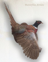 Common Pheasant Phasianus Colchicus Taxidermy Stuffed Bird Prey Hunting Natural - $449.00