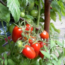 Tomato Seeds Juliet Grape 25 Thru 1000 Gardening USA SHIPPING - £7.98 GBP