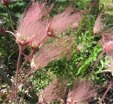 PRAIRIE SMOKE Geum Triflorum Purple Prairie Avens Flower, 50 Seeds D - £11.21 GBP