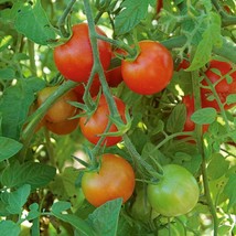 BStore Large Red Cherry Tomato 19 Seeds Salad Heirloom Non-Gmo - £6.75 GBP
