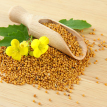 USA Seller Yellow Mustard Seeds Sinapis Alba 30 Seeds Fresh Seeds - £3.00 GBP