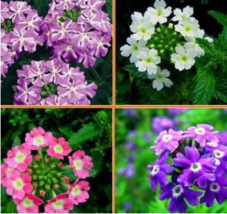 HOT NEW Verbena Flower Flowers Potted Plants Flower bonsais Yi Seed Sowing Seaso - £4.47 GBP