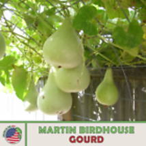  Martin Birdhouse Gourd Seeds, Heirloom, Non-GMO, Genuine USA 10 Seeds - £9.03 GBP